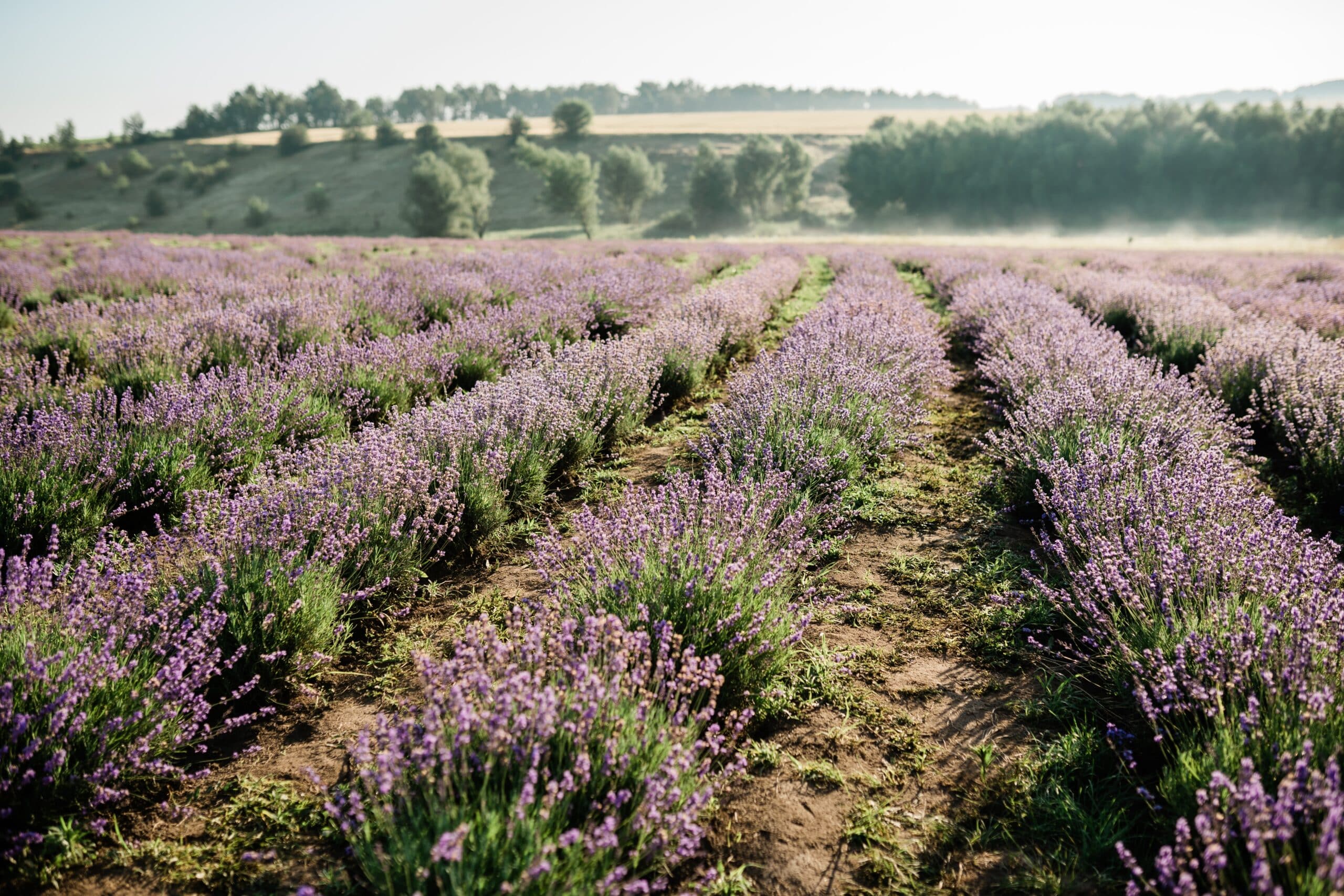 Rolling purple lavender fields in morning sun light backlit photo green hill view natural texutre background